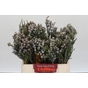 Kaaps Groen Silver Brunia