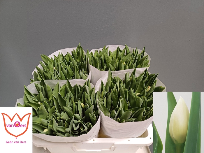 <h4>TU EN ROYAL VIRGIN</h4>