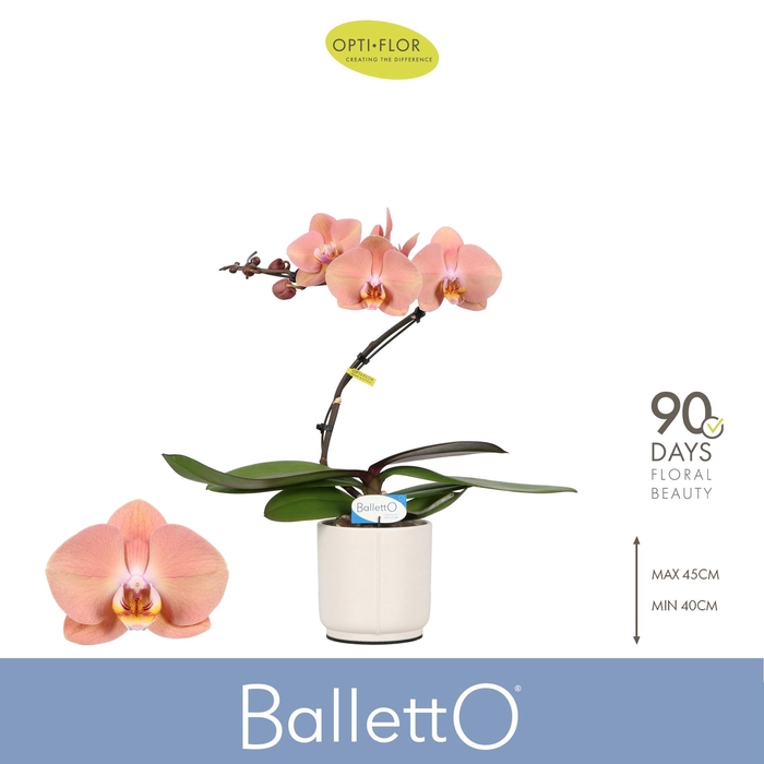 <h4>Balletto Sway 1 spike in Lazio White</h4>