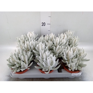 Senecio   ...