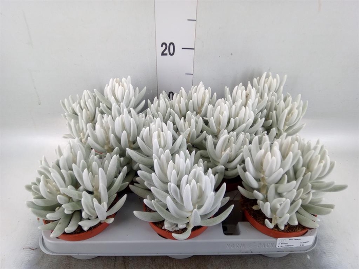 <h4>Senecio   ...</h4>