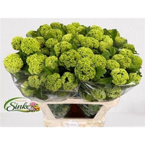Viburnum Roseum St 80cm 4+