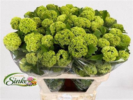 <h4>Viburnum Roseum St 80cm 4+</h4>