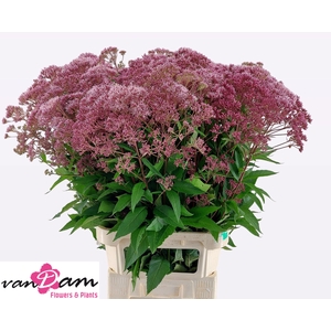 EUPAT PURPUREUM