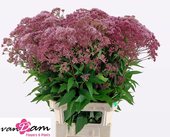 <h4>EUPAT PURPUREUM</h4>