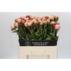 Paeonia Albert Crousse