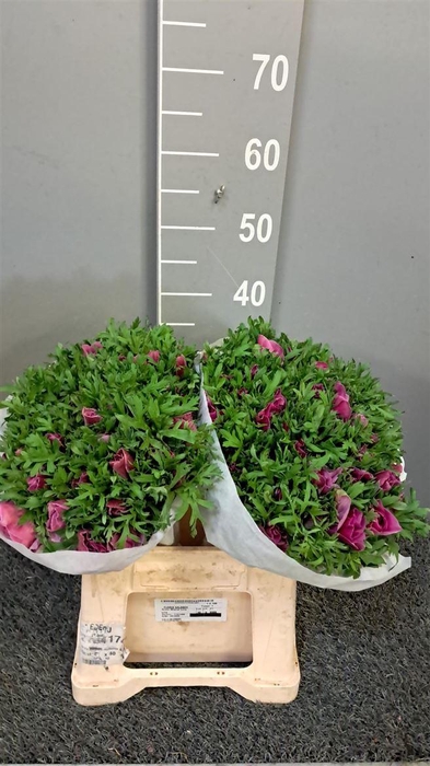 <h4>Anem Mistral Lilla</h4>