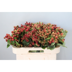 RUBUS FR CHESTER