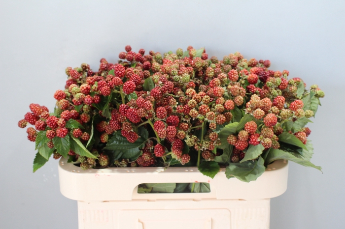 <h4>RUBUS FR CHESTER</h4>
