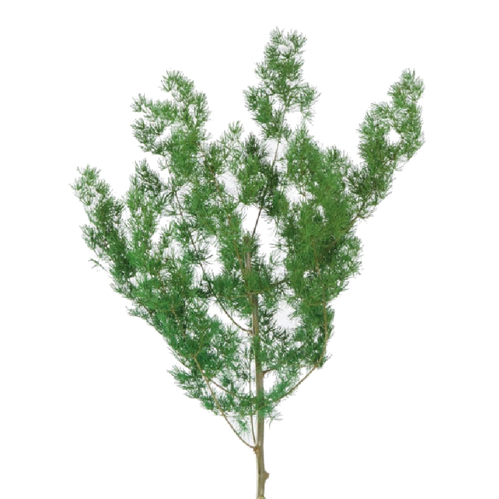 <h4>Ming Fern Green</h4>