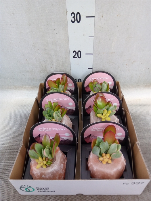 <h4>Arr.  Succulents L%</h4>