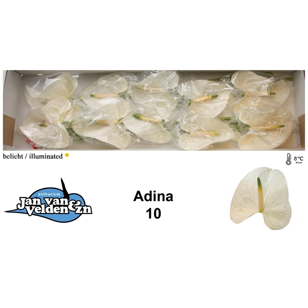 <h4>Adina 10</h4>