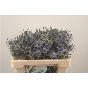 Eryngium Mag Blue Lagoon