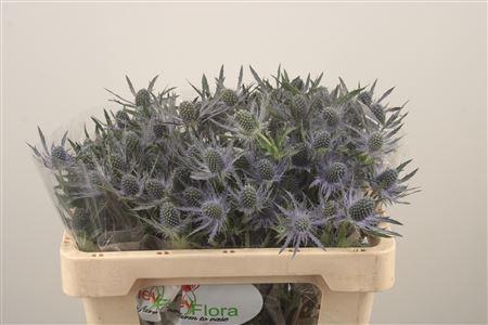 <h4>Eryngium Mag Blue Lagoon</h4>