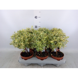 Myrtus communis 'Variegata'