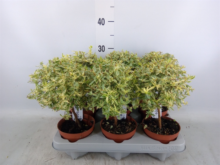 <h4>Myrtus communis 'Variegata'</h4>
