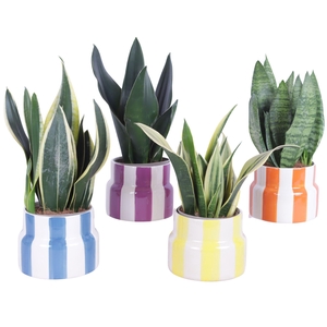 Sansevieria mix Ø12cm in Ø15cm Ceramic EV563
