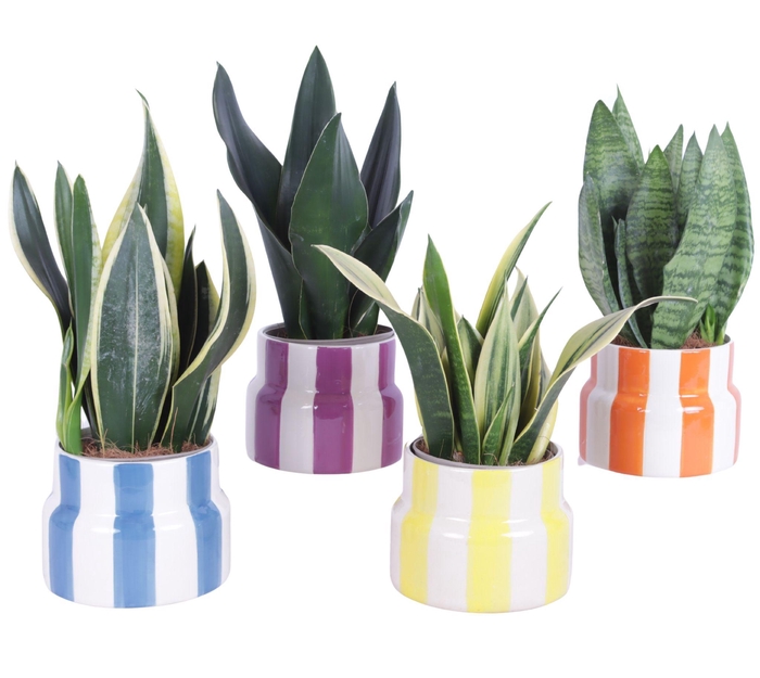 <h4>Sansevieria mix Ø12cm in Ø15cm Ceramic EV563</h4>