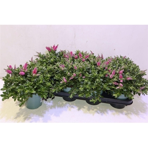 Hebe Hebepetita Pink
