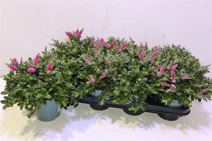 <h4>Hebe Hebepetita Pink</h4>