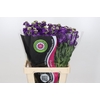 Matthiola Iron Purple