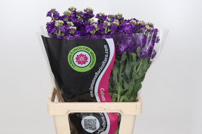Matthiola Iron Purple
