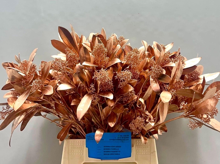 <h4>SKIM OV BS KLB H%</h4>