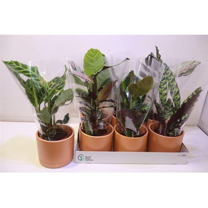 arr8 Arr Calat Gem 4 Srt In Keramiek