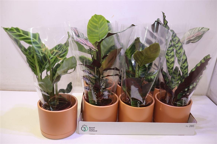 <h4>arr8 Arr Calat Gem 4 Srt In Keramiek</h4>