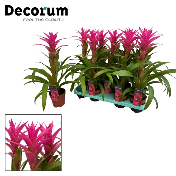 <h4>Guzmania Voila Pink (Decorum)</h4>