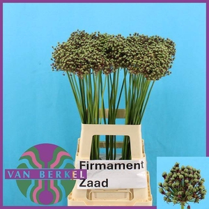 ALLIUM SAMENKAPSELN