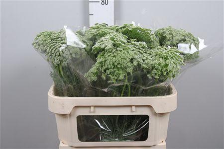 <h4>Ammi Vis Casablanca</h4>