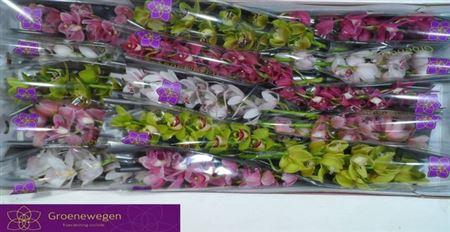 <h4>Cymb Mi Gem</h4>