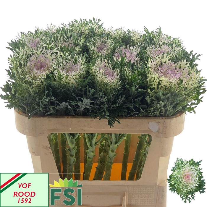 <h4>BRASS CRANE KING</h4>