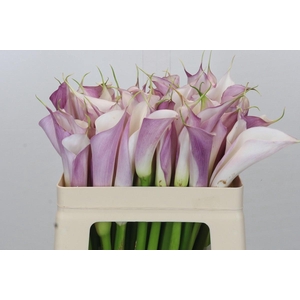 Zantedeschia Eydolls Purple White