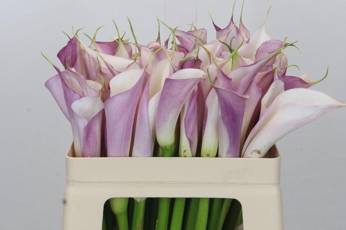 Zantedeschia Eydolls Purple White