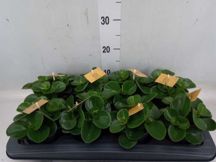 <h4>Peperomia obt. 'Obtipan'</h4>