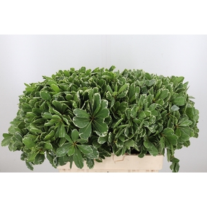 Pittosporum Ilan