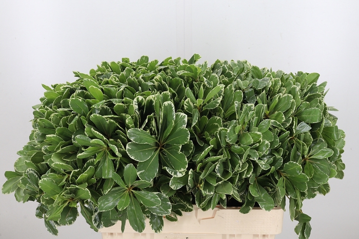 <h4>Pittosporum Ilan</h4>