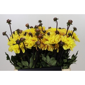 Dahlia Glossy Bravia