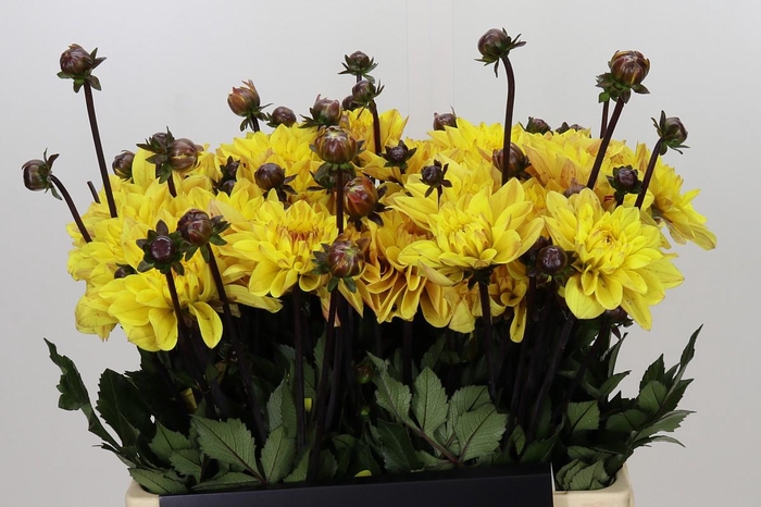 <h4>Dahlia Glossy Bravia</h4>