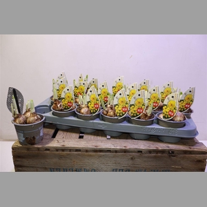 Narc C Adria Geertru