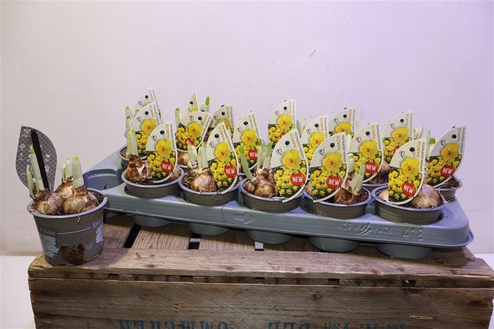 <h4>Narc C Adria Geertru</h4>