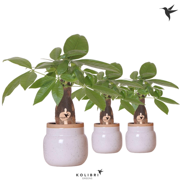 <h4>Pachira in Vintage Bowl pot white</h4>