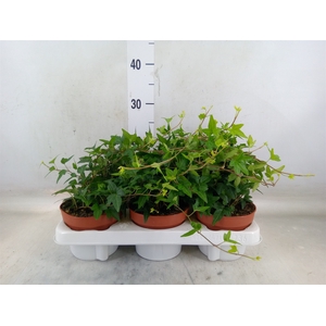 Hedera helix 'Shamrock'