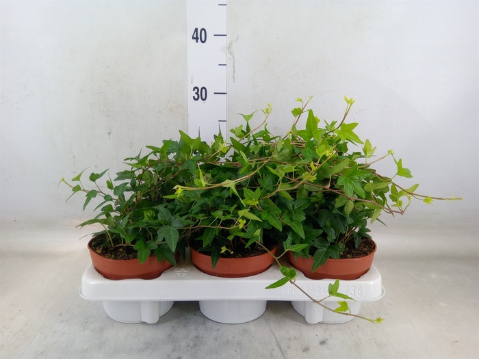 <h4>Hedera helix 'Shamrock'</h4>