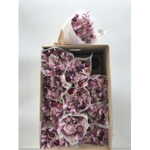 Dr Bqt Dried Fantasy Lilla