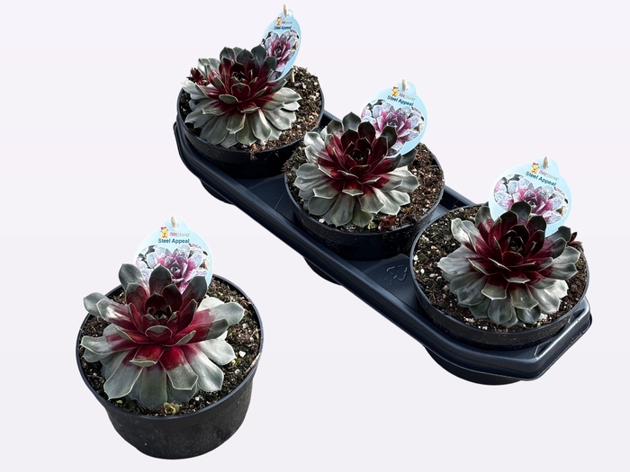 <h4>SEMP CC GEM</h4>