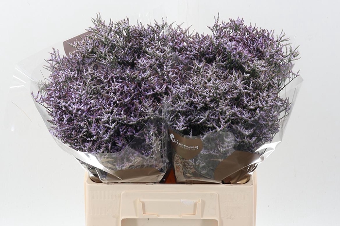 <h4>Lim Saf Lilac</h4>