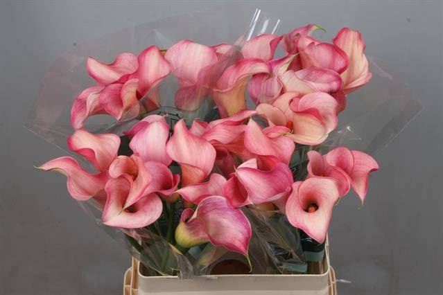 <h4>Calla Blushing Lady</h4>